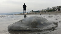 Mersin'de Kızkalesi sahiline ölü denizanaları vurmaya devam ediyor