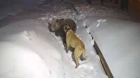 Uludağ’da ayı ile köpeğin boğuşması kamerada