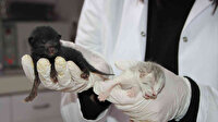 4 kedi birbirine kordon bağıyla yapışık doğdu