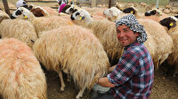 Afganistanlı çoban aylık aldığı 11 bin TL ile başlık parası biriktiriyor