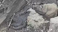 Dev yılan görenleri dehşete düşürdü