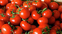 1 dönümde 50 ton domates