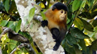 Dünya gizemli maymunun peşinde: Bilim dünyasını şoka uğratmasının bir nedeni var