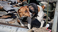 Ukrayna'nın kahraman köpeği Patron'a Zelenski'den ödül