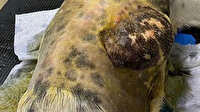 Sokak köpeğinden yumruk büyüklüğünde tümör alındı