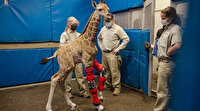 Olağan dışı bir hastalıkla doğan bebek zürafa artık yürüyecek