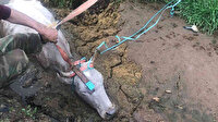 Bingöl'de çamura saplanan ineği itfaiye ekipleri kurtardı