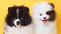 En popüler süs köpeği: Pomeranian Boo