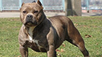 Pitbull silah sayıldı: İki yıl altı ay hapis cezası verildi