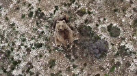 Köye inen ayıları drone'la kovaladı