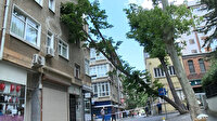 Kadıköy'de şiddetli rüzgar sebebiyle kökünden kırılan ağaç yan yattı