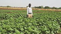 Sudan ayçiçeğinde açılım kapısı olacak