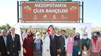 Mezopotamya Ovasında “Tarla Günü” ve “Kızıltepe Çileği” üretim serüveni etkinliği düzenlendi