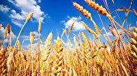 Buğday krizi kapıda: Dünyanın 10 hafta yetecek buğdayı kaldı