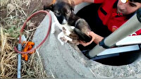 Kanalizasyon çukuruna düşen yavru köpeği itfaiye ekipleri kurtardı