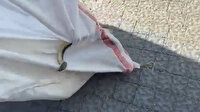 Vatandaşlar korku dolu anlar yaşadı: İki metre boyunda