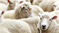 Kurbanlık fiyatları: 2022 il il büyükbaş, küçükbaş kurban hisse fiyatları