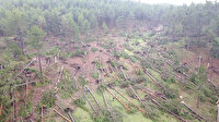 'İlk defa böyle oluyor': Kütahya'da inanılmaz olay, yüzlerce ağaç devrildi