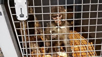 İran'dan kaçak yollarla Türkiye'ye sokulmak istenen 3 makak maymununa el koyuldu