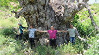 Türkiye’de şu ana kadar görülmedi: En geniş ceviz ağacı tespit edildi
