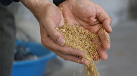 Kayseri'de ata tohumu 'gacer' buğdayı tescillendi