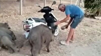 Muğla'da sahile inen domuzları elleriyle beslediler