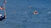 Marmaris'te köpek balığı paniği: Kafasına tırmıkla vurarak kovaladılar