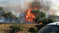 Maltepe'de korkutan yangın: Alevler ağaçlara sıçradı