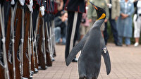 Kralı uyuşturucu bağımlıları korumuş: Penguen teftiş etmişti