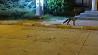 Büyükçekmece’de tilki gören çocuğun heyecanı