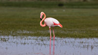 47 flamingo çalıp 26’sını öldürdüler: Para için flamingolara kıydılar