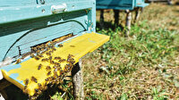 Şehirli arılar işbaşında: Kent arıcıları İstanbul'u ballandırıyor