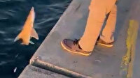 Beykoz'da şaşkına çeviren olay: Vatandaşın oltasına köpek balığı takıldı