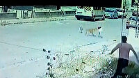 Başıboş sokak köpekleri 3 gün arayla sokakta oynayan küçük kardeşleri ısırdı
