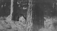 Ağaçların arasında belirdi: 42 yıl sonra ormanda ortaya çıktı