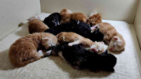 Cins kedisi büyük sevinç yaşattı: 10 yavru sahibi oldu