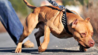 Güney Afrika'da pitbull cinsi köpeklerin yasaklanması için 90 bini aşkın imza toplandı