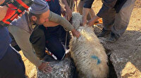 Kilis'te 15 metrelik kuyuya düşen koyun itfaiye ekiplerince kurtarıldı