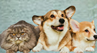 Kedi ve köpeği olanlar dikkat! Çip için yasal süre ne zaman bitiyor?