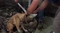 Kafası şişeye sıkışan köpeği elektrik arıza ekipleri kurtardı