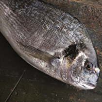 Kuşkonmazlı Çupra Yahni