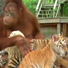 Bu orangutan kaplan yavrularını evlat edinmiş