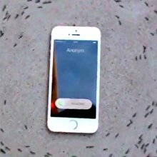 Telefon çalınca coşan karıncalar