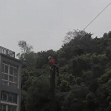 Ağacı keseyim derken canından oluyordu