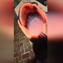 Ayakkabıdan zehirli örümcek çıktı
