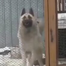 Dans eden köpek güldürüyor