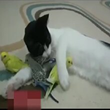 Kedi ve muhabbet kuşlarının şaşırtan dostluğu!