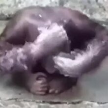Hortumla yıkanan orangutan