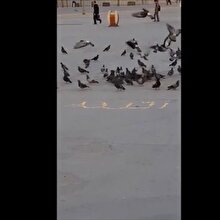 Allah lafzını yemeyen güvercinler