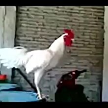 Tam ötecek horozu bir gülme tutuyor